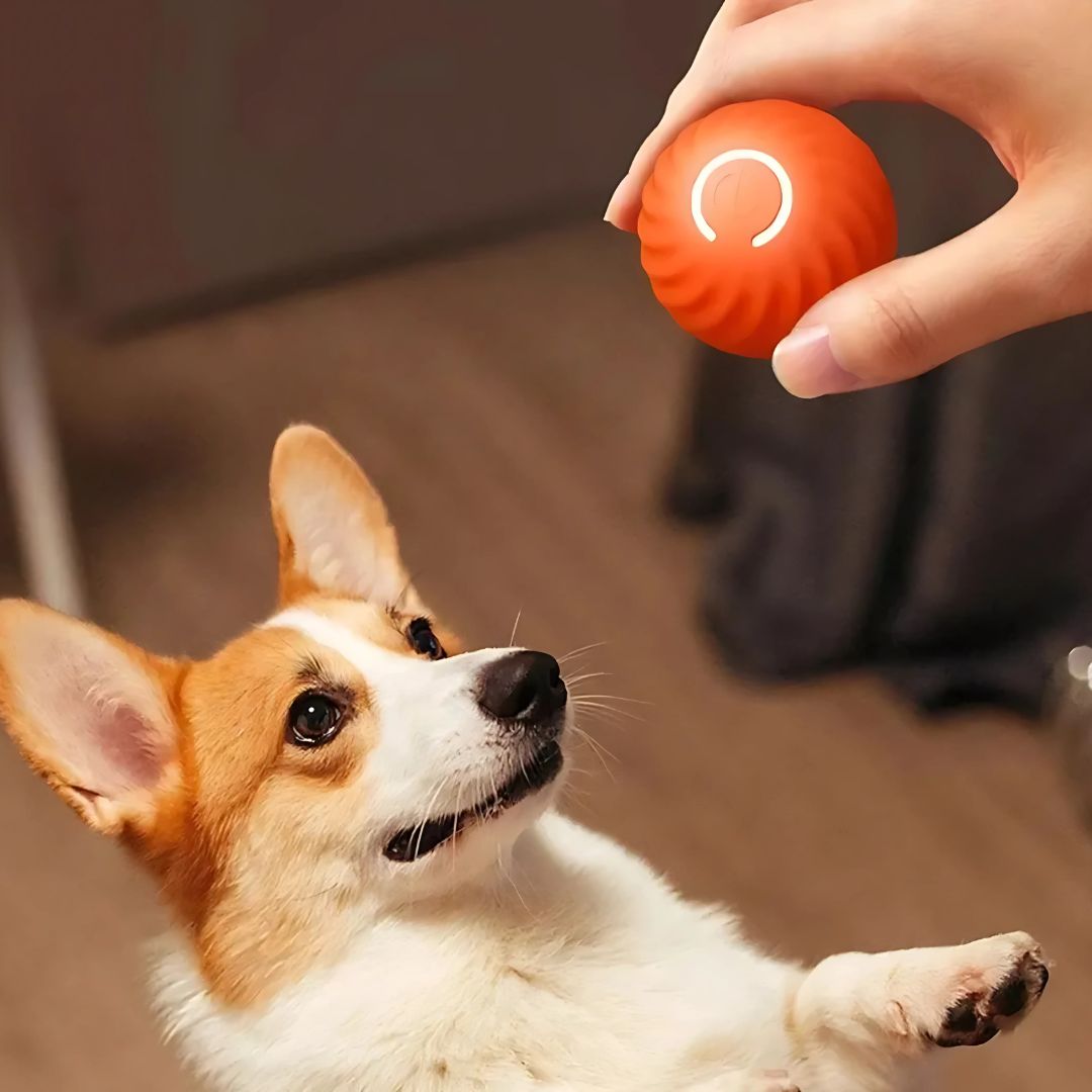 Juguete Bouncing Ball Para Mascotas - Malvo